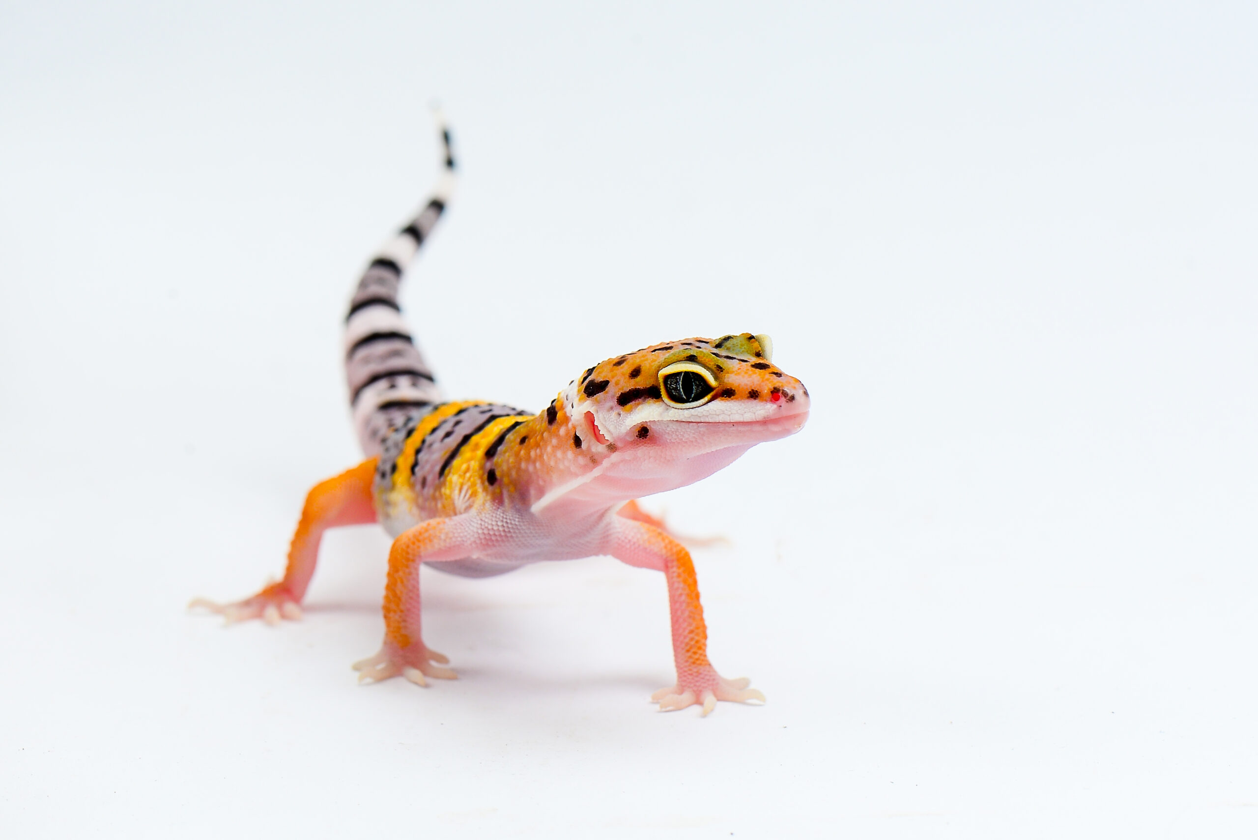 Kjæledyrutstyr Salg 2024 -Kjæledyrutstyr Salg 2024 Leopard Gecko scaled
