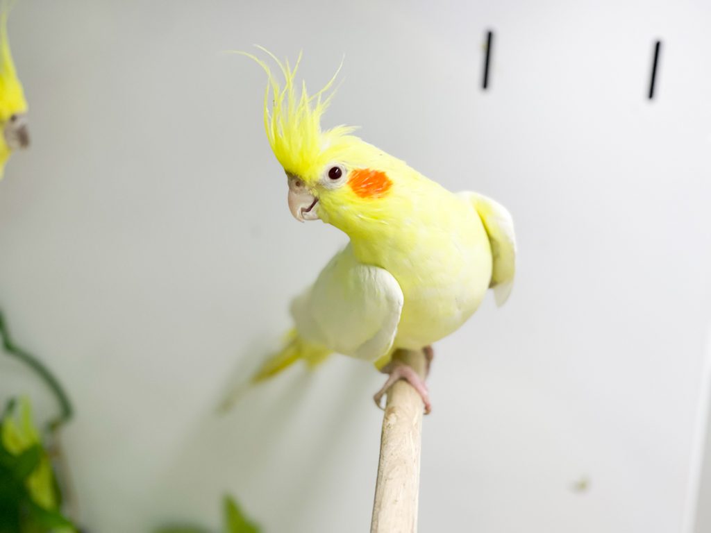 Kjæledyrutstyr Salg 2024 -Kjæledyrutstyr Salg 2024 Photo 03 01 2023 08 30 28