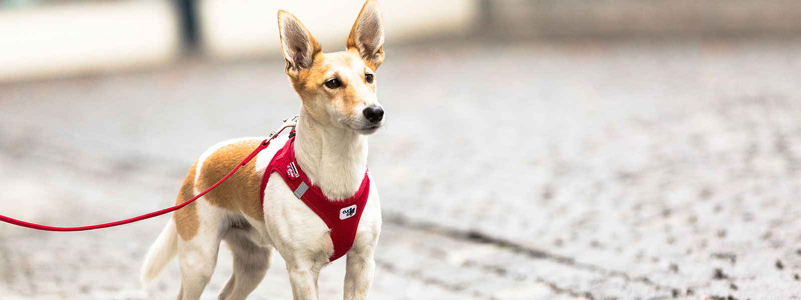 Kjæledyrutstyr Salg 2024 -Kjæledyrutstyr Salg 2024 arnes curli 1