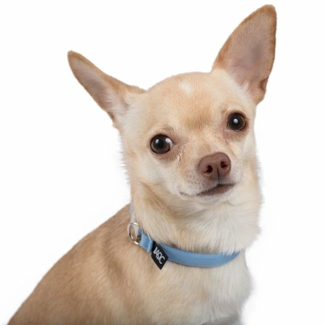 Basic Sweet Halsbånd 20-30cm 2 Basic Sweet Halsbånd 20-30cm - Bilde 2