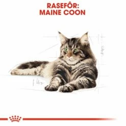 Royal Canin Maine Coon -Kjæledyrutstyr Salg 2024 royal canin maine coon 3a