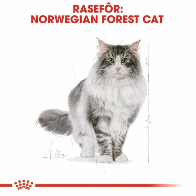 Royal Canin Norwegian Forest Cat 6 Royal Canin Norwegian Forest Cat - Bilde 6