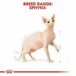 Royal Canin Sphynx -Kjæledyrutstyr Salg 2024 royal canin sphynx 49